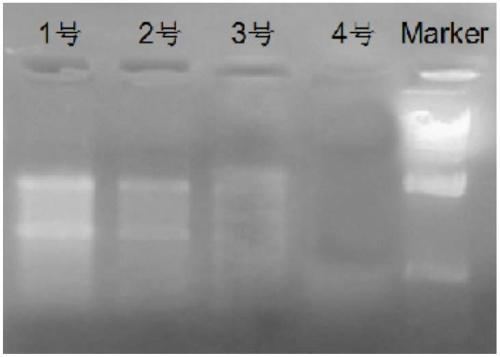 Reagent for liquefying phlegm and protecting nucleic acid