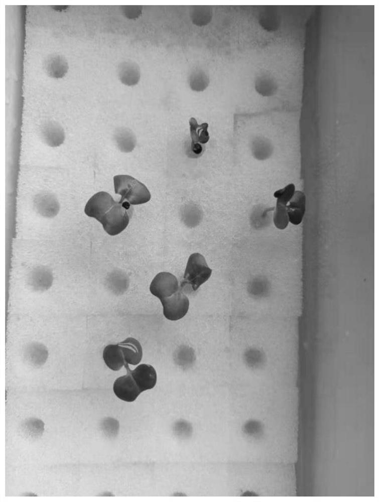 Primer combination for identifying authenticity of hybrid seeds of rape and radish and application of primer combination