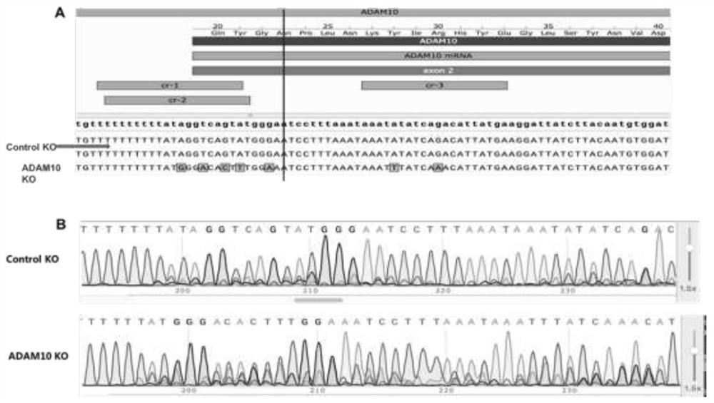 Target protein for promoting neuron regeneration and application of target protein