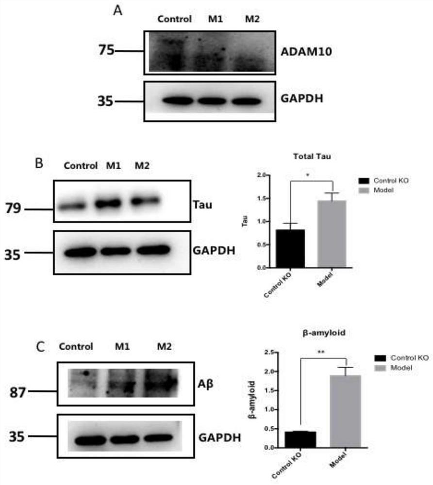 Target protein for promoting neuron regeneration and application of target protein