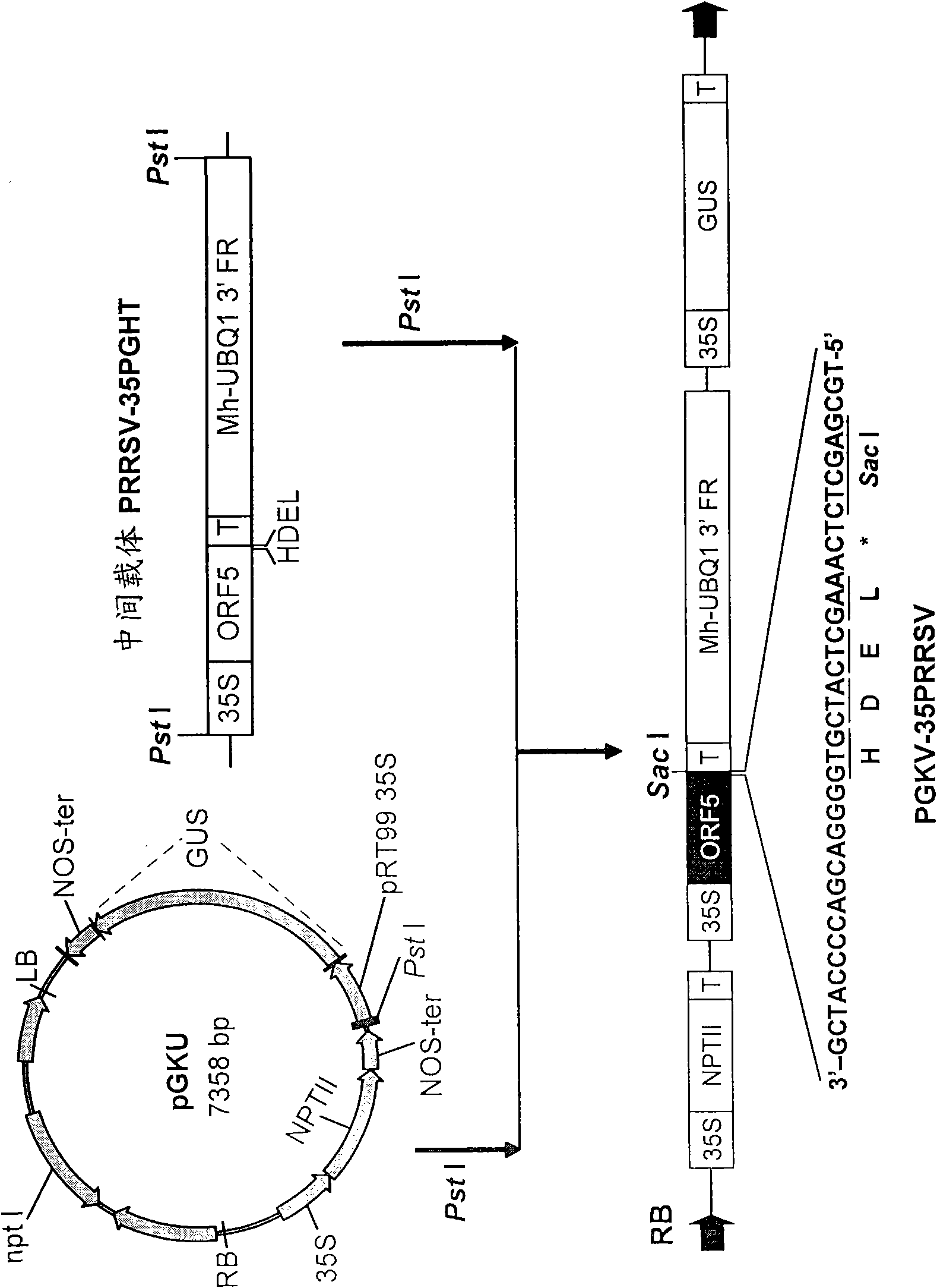 Gene expression composition, PRRS (Porcine Reproductive and Respiratory Syndrome) oral vaccine and preparation methods thereof