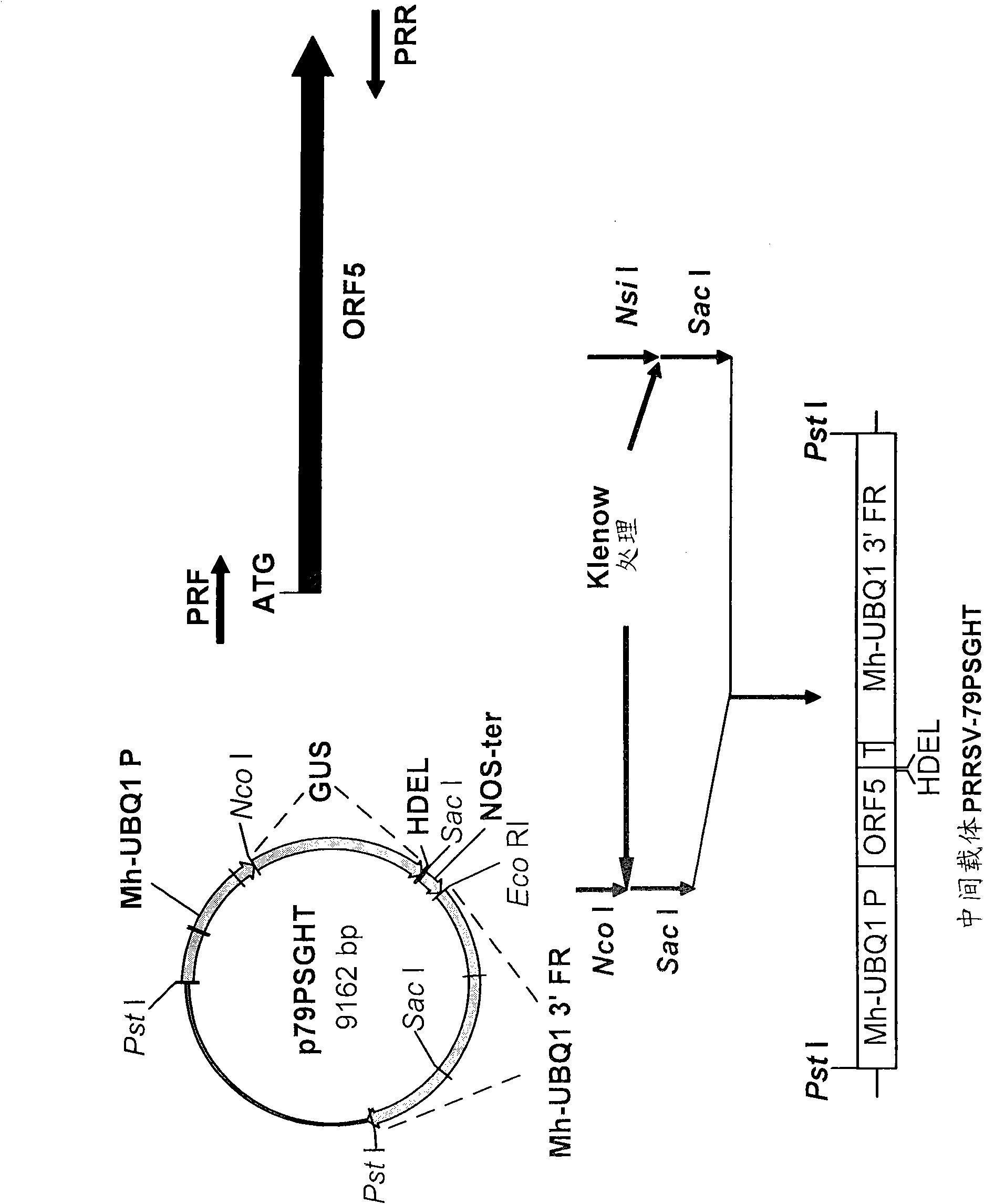 Gene expression composition, PRRS (Porcine Reproductive and Respiratory Syndrome) oral vaccine and preparation methods thereof