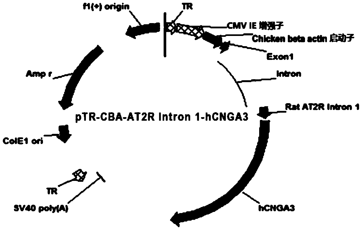 A recombinant adeno-associated virus gene therapy vector and medicine for treating patients with type 2 achromatopsia