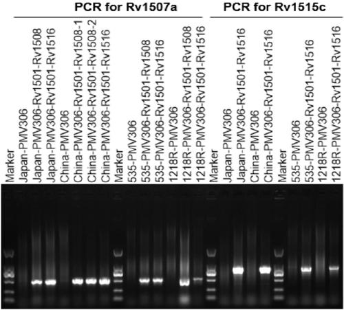 Recombinant bacillus calmette guerin vaccine, and applications thereof