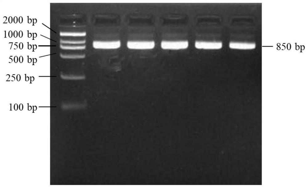 A method and application for detecting single nucleotide polymorphism of sheep spata6 gene