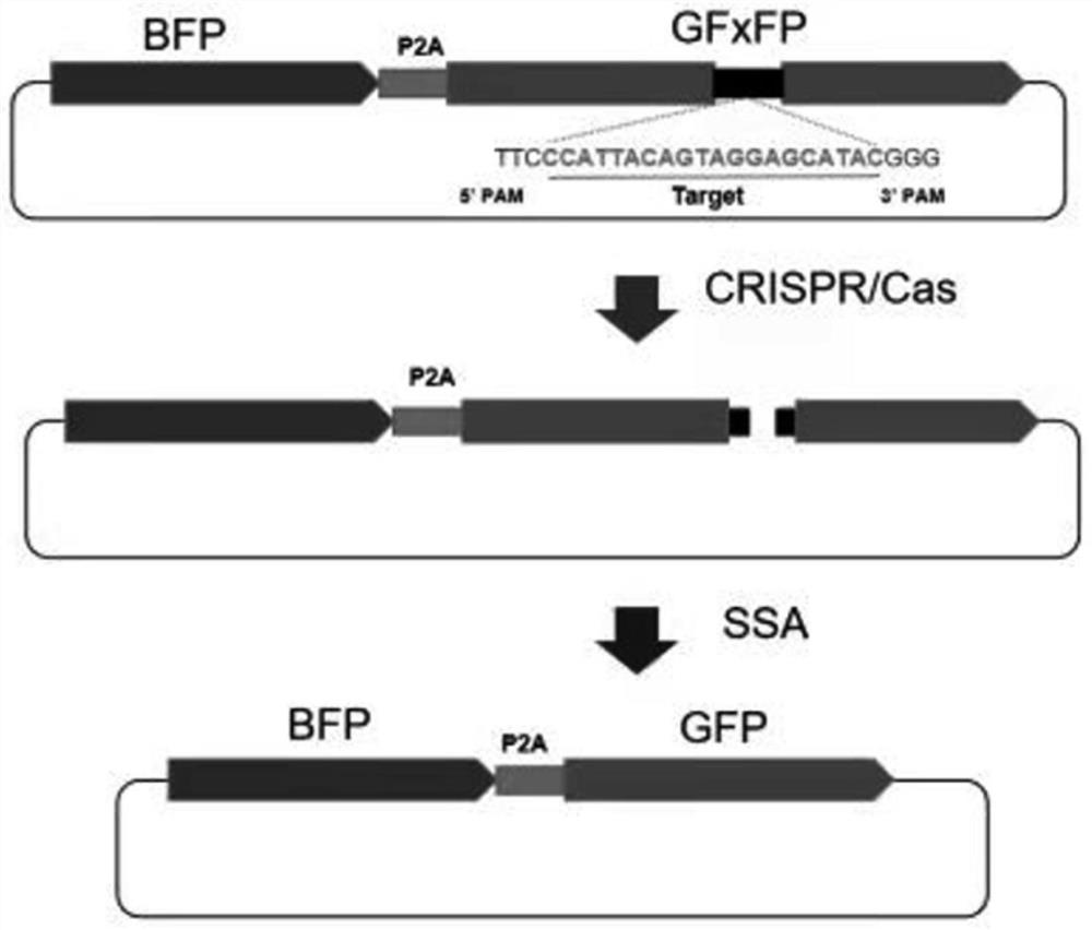 Novel CRISPR-Cas12i system