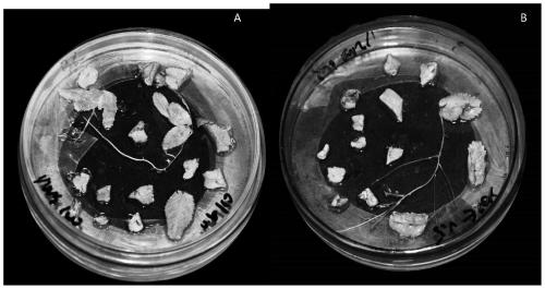 Method for producing rose hairy roots through induction of agrobacterium rhizogenes