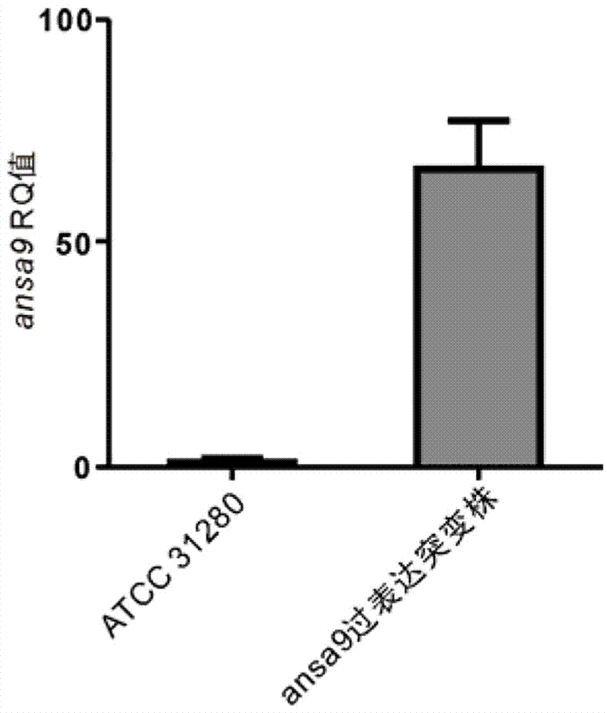 High-yield ansamitocin strain for reinforcing polyketide synthase gene transcriptional level and preparation method thereof