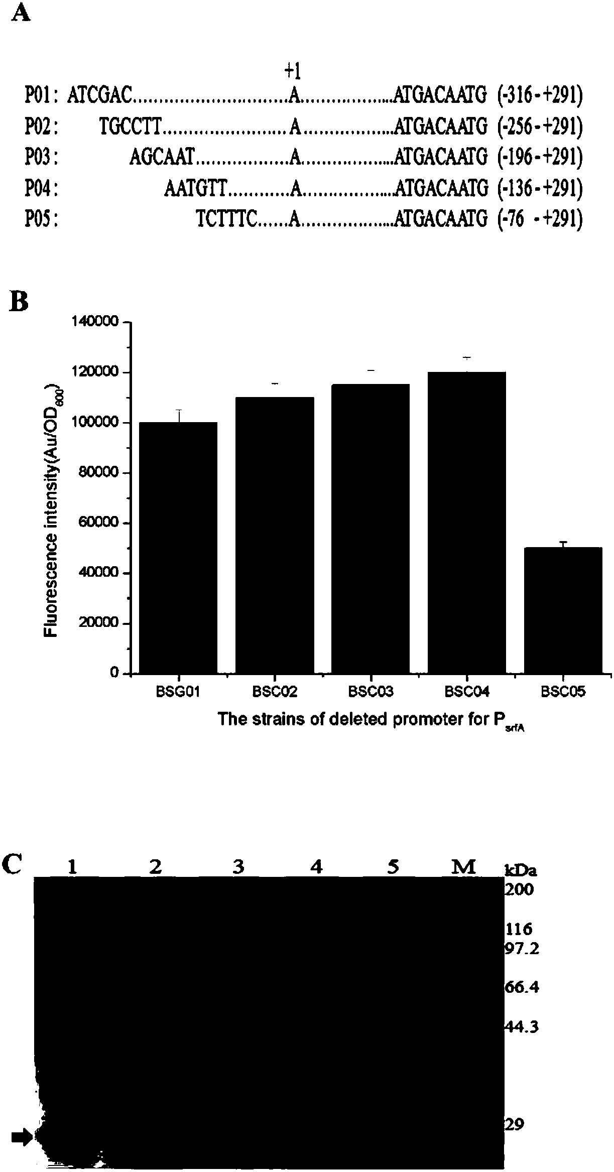 Bacillus subtilis self-induced expression system and application thereof