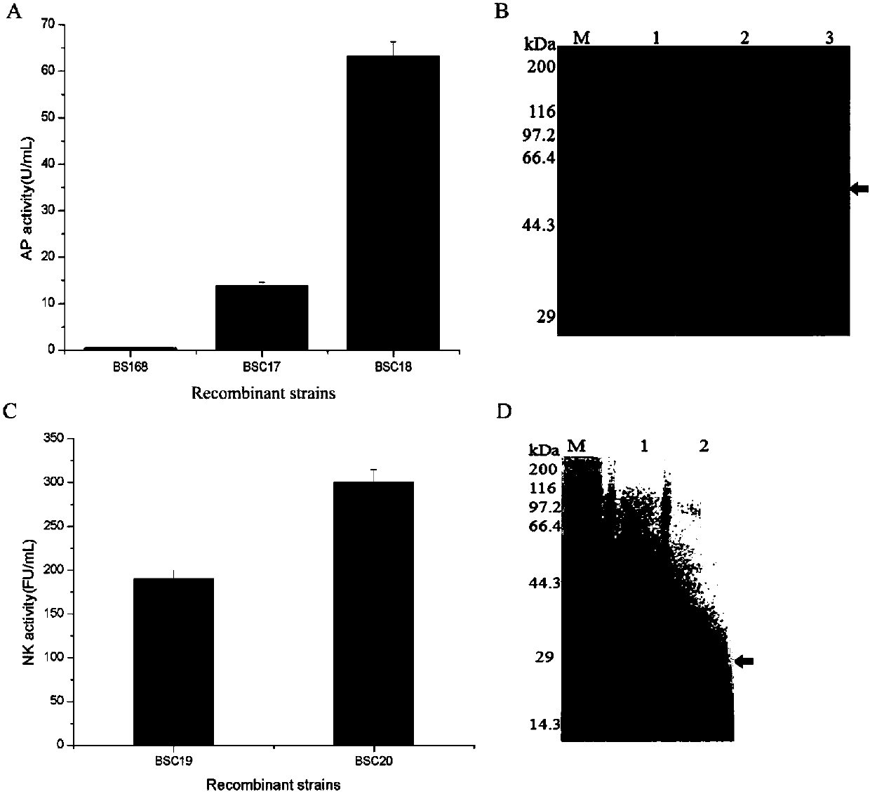 Bacillus subtilis self-induced expression system and application thereof