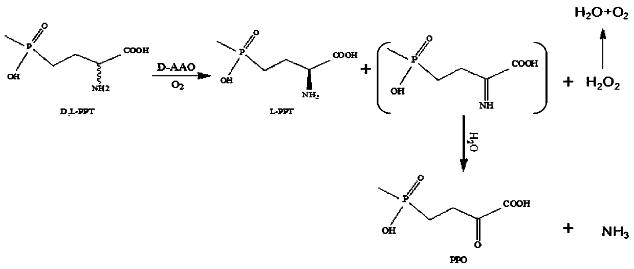 A d-amino acid oxidase mutant and its application