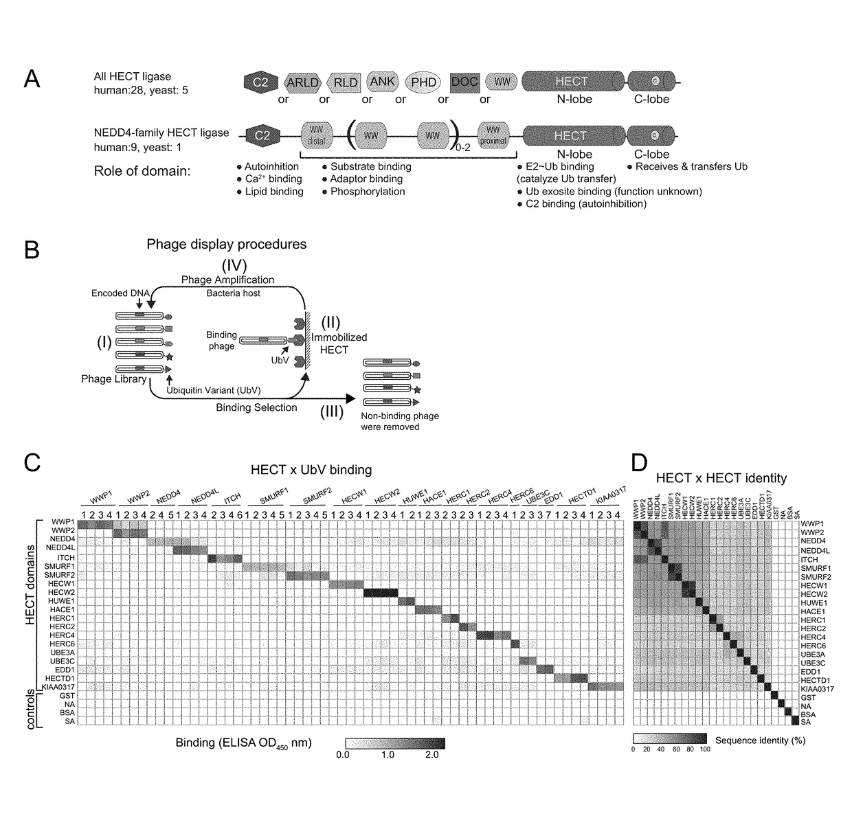 Ubiquitin variant modulators of hect e3 ligases and their uses