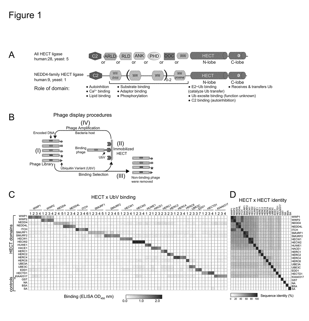 Ubiquitin variant modulators of hect e3 ligases and their uses