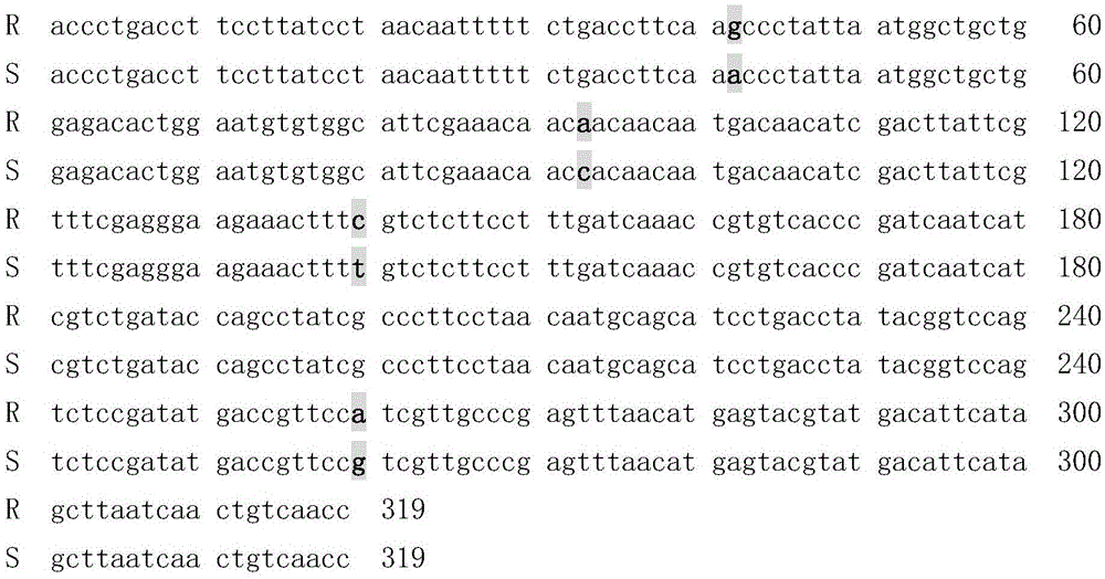 SNP (single-nucleotide polymorphism) marker method for detecting cucumber Corynespora-cassiicola-resistant site