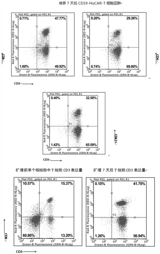 Preparation and application of CD19-targeting humanized chimeric antigen receptor