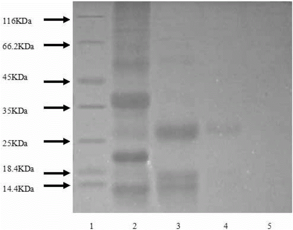 Method for extracting rice albumin and globulin mixed protein