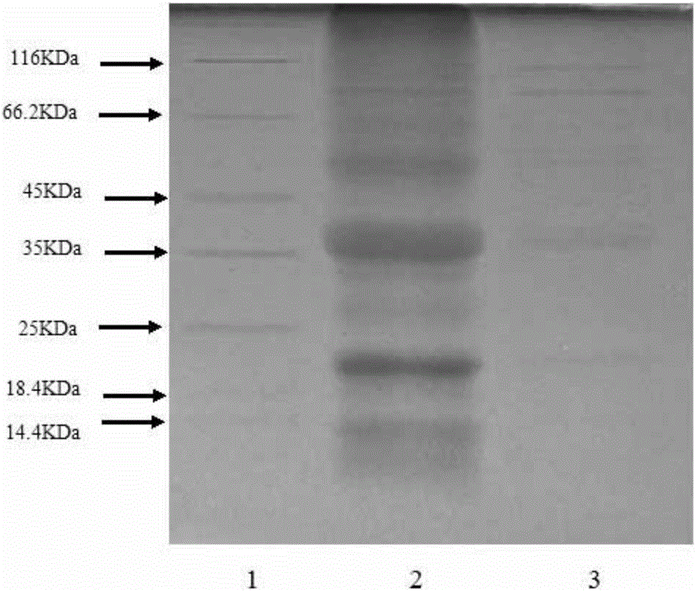 Method for extracting rice albumin and globulin mixed protein