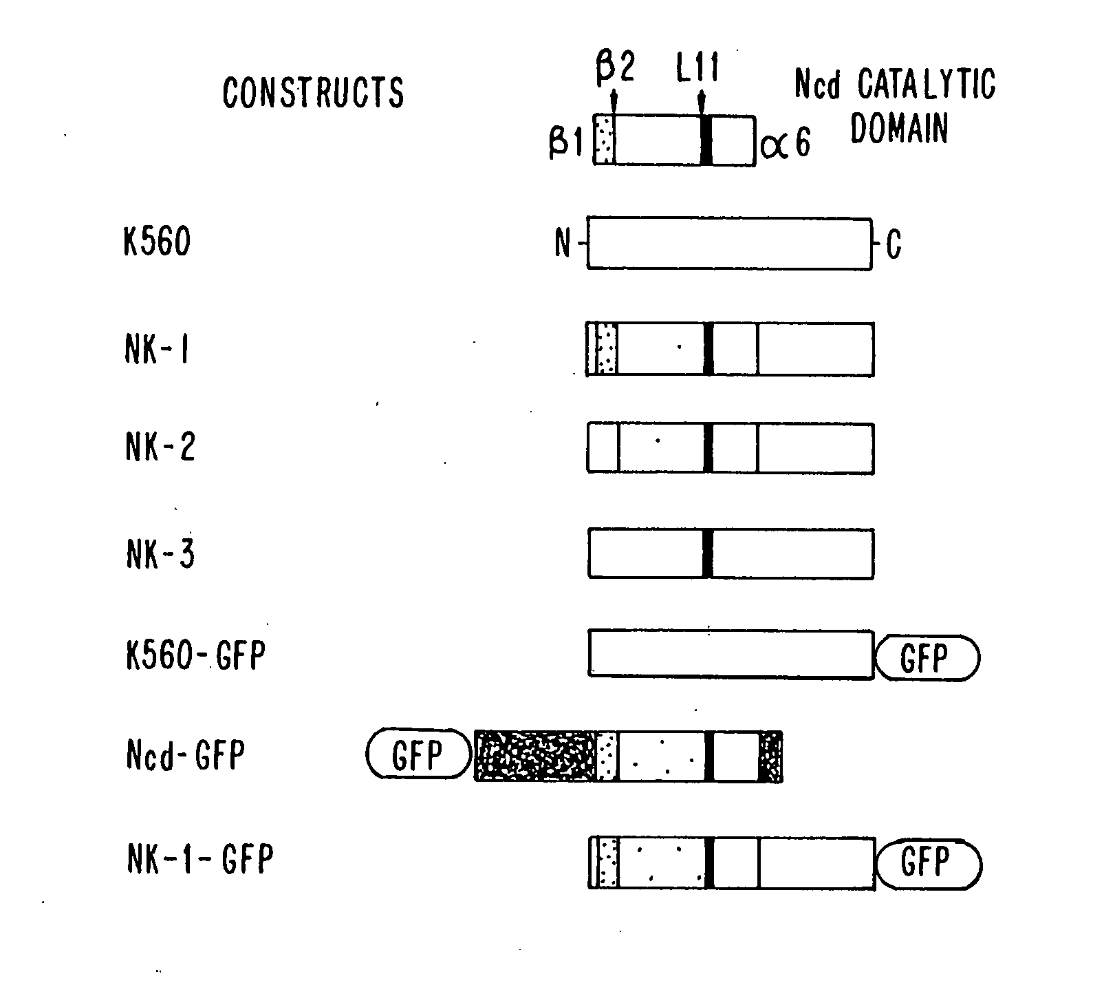 Assays for detecting modulators of cytoskeletal function