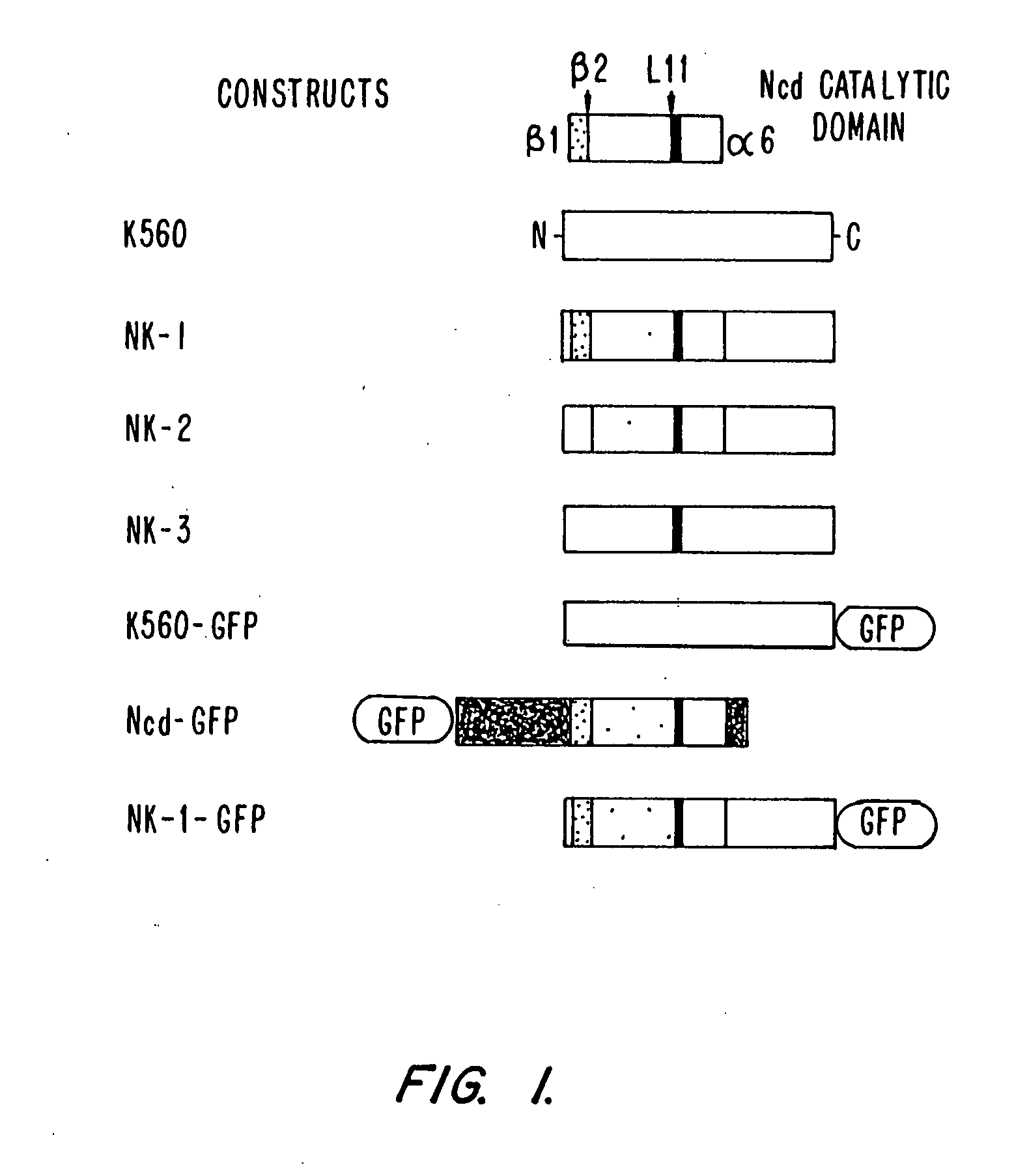 Assays for detecting modulators of cytoskeletal function