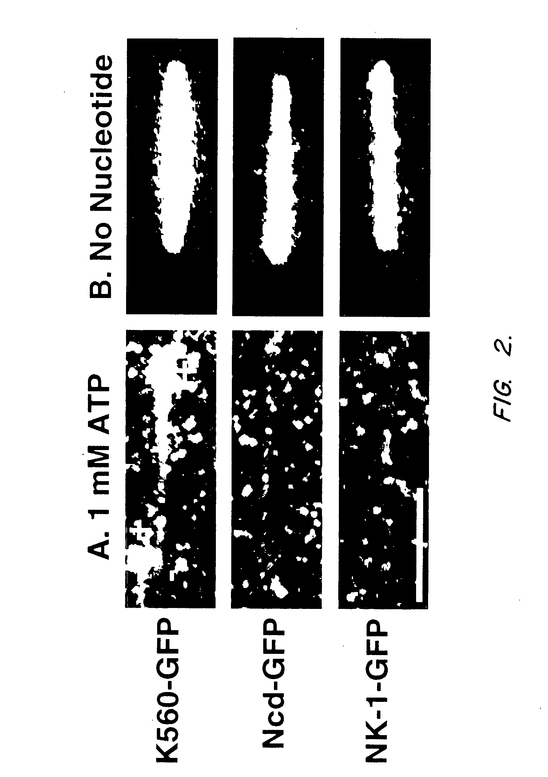 Assays for detecting modulators of cytoskeletal function