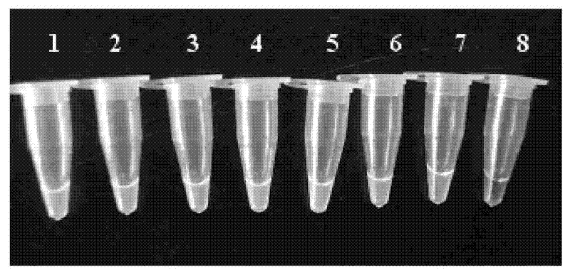 Canine parvovirus LAMP detection kit and detection method thereof