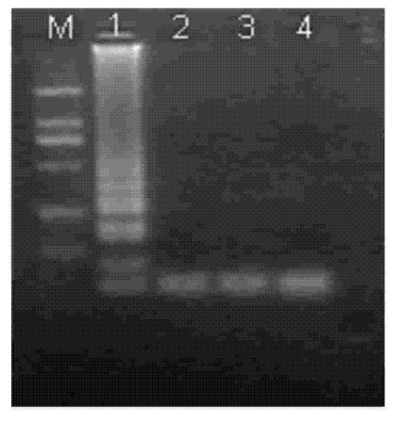 Canine parvovirus LAMP detection kit and detection method thereof