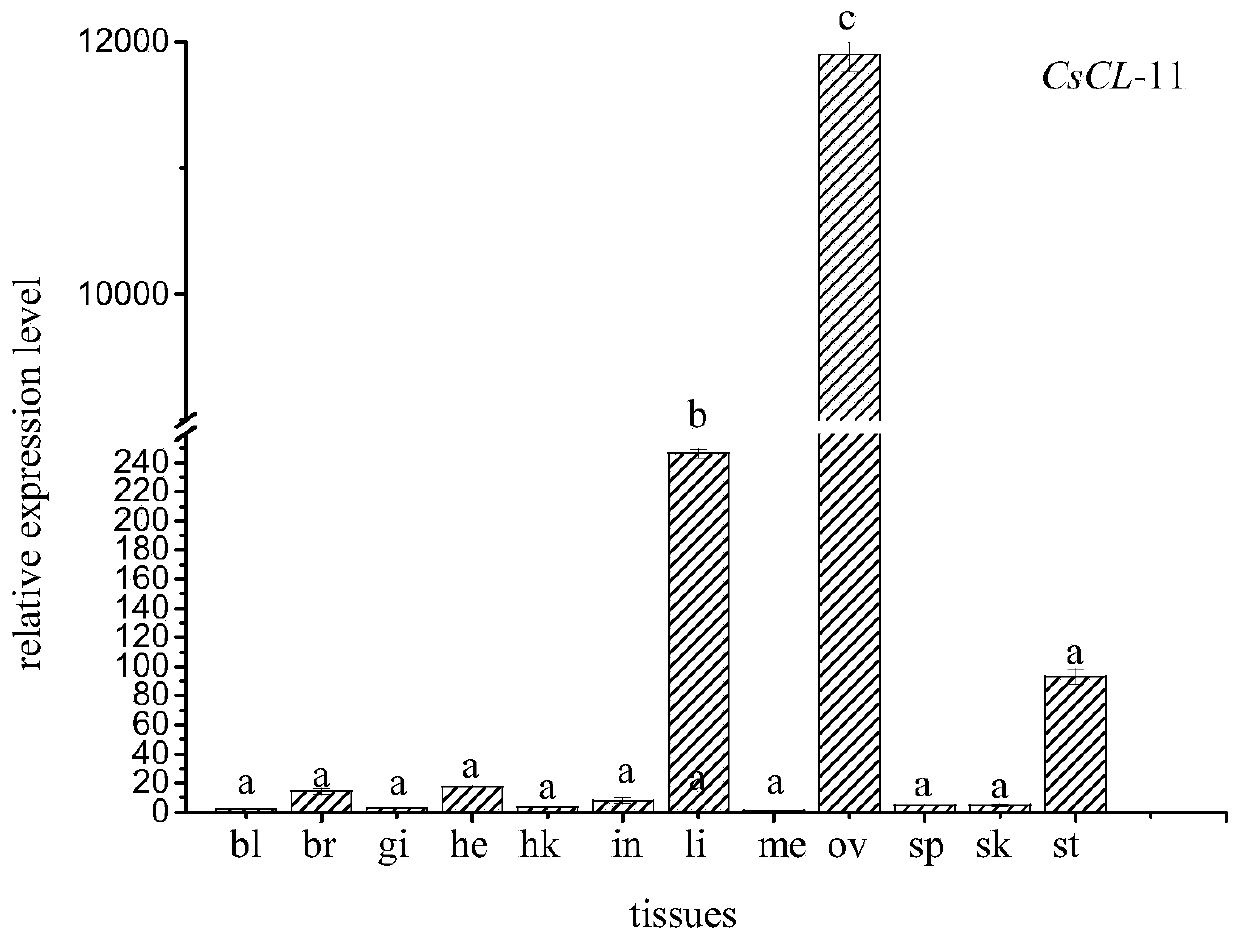 Disease-resistant gene collectin of lectin family of cynoglossus semilaevis