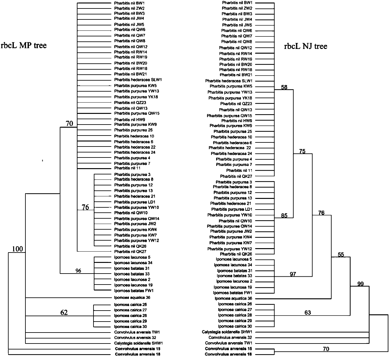 Method and application for identifyingtaxonomic statusand species of pharbitis choisy and closely related genera