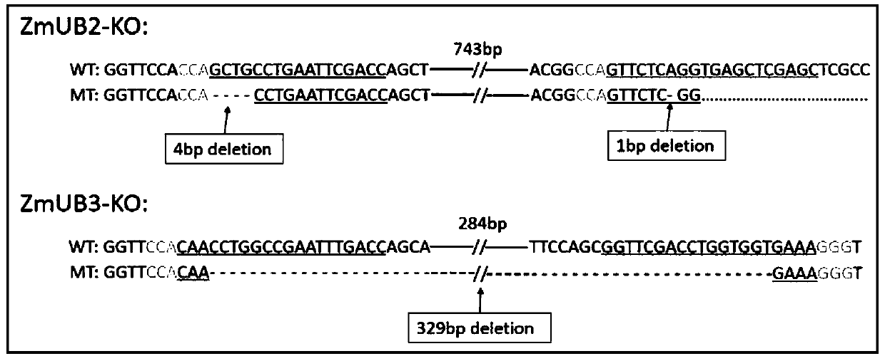 Application of UB2/UB3 gene in regulation and control of corn multi-spike development