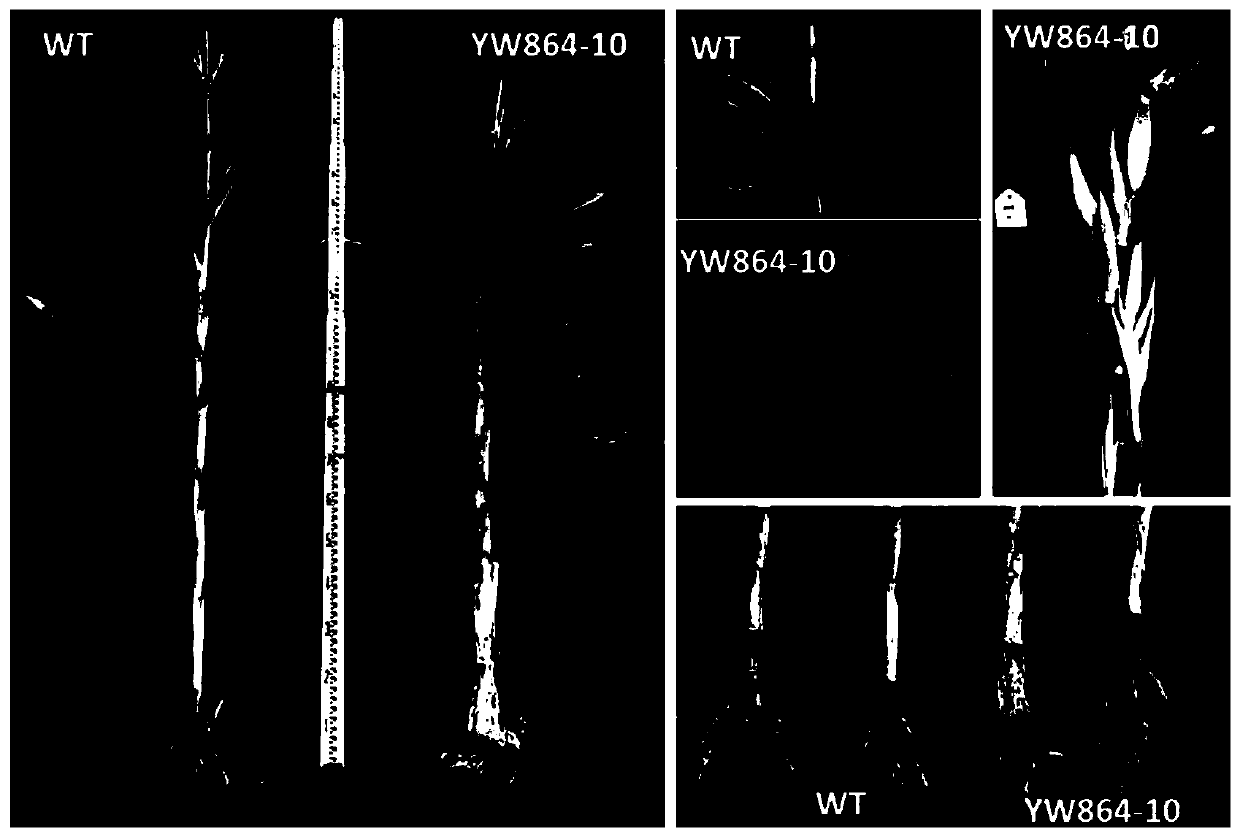 Application of UB2/UB3 gene in regulation and control of corn multi-spike development