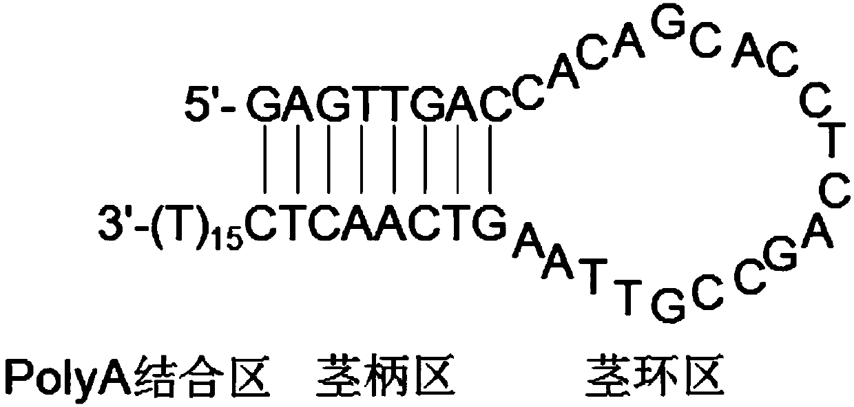 Amplification method for 3'-RACE adaptor primer and 3'-end unknown gene sequences