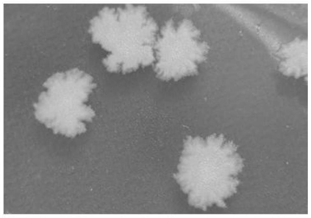 Bacillus licheniformis Scu-01 and application thereof