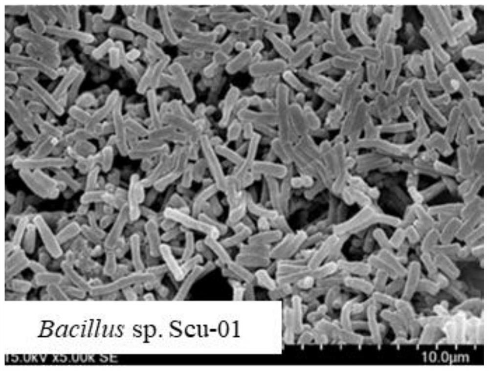 Bacillus licheniformis Scu-01 and application thereof