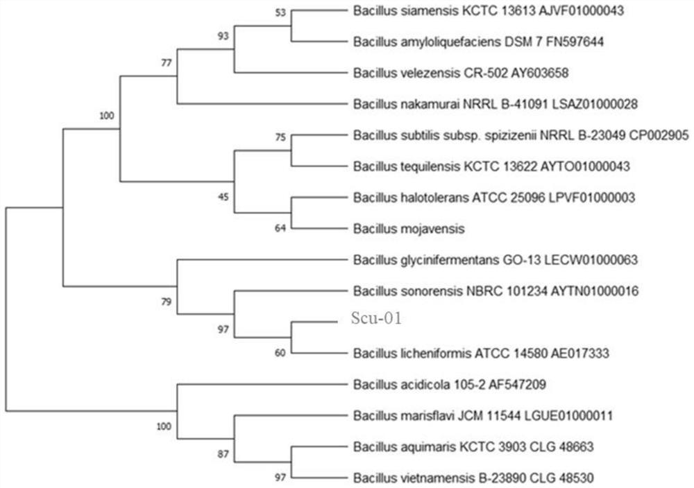 Bacillus licheniformis Scu-01 and application thereof