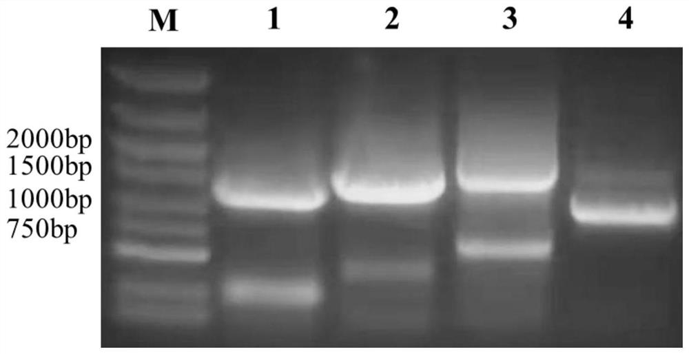 Acidithiobacillus caldus-sourced EpsRAc transcriptional regulation factor and application thereof in copper oxidation tolerance