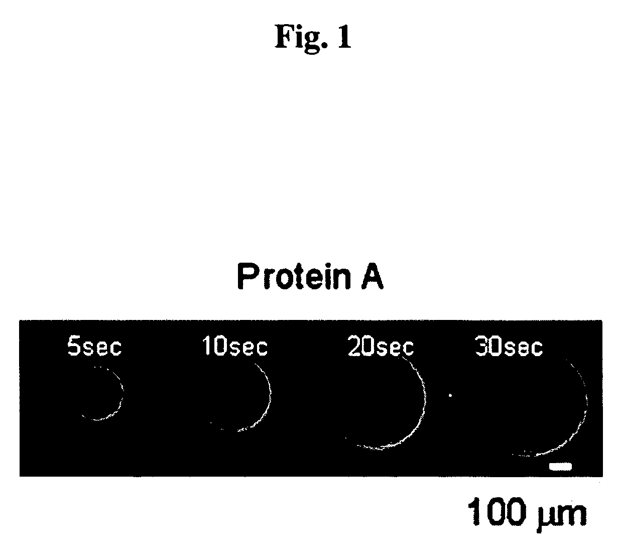 Method of Immobilizing Protein, Protein Chip, Method of Immobilizing Cell and Cell Chip