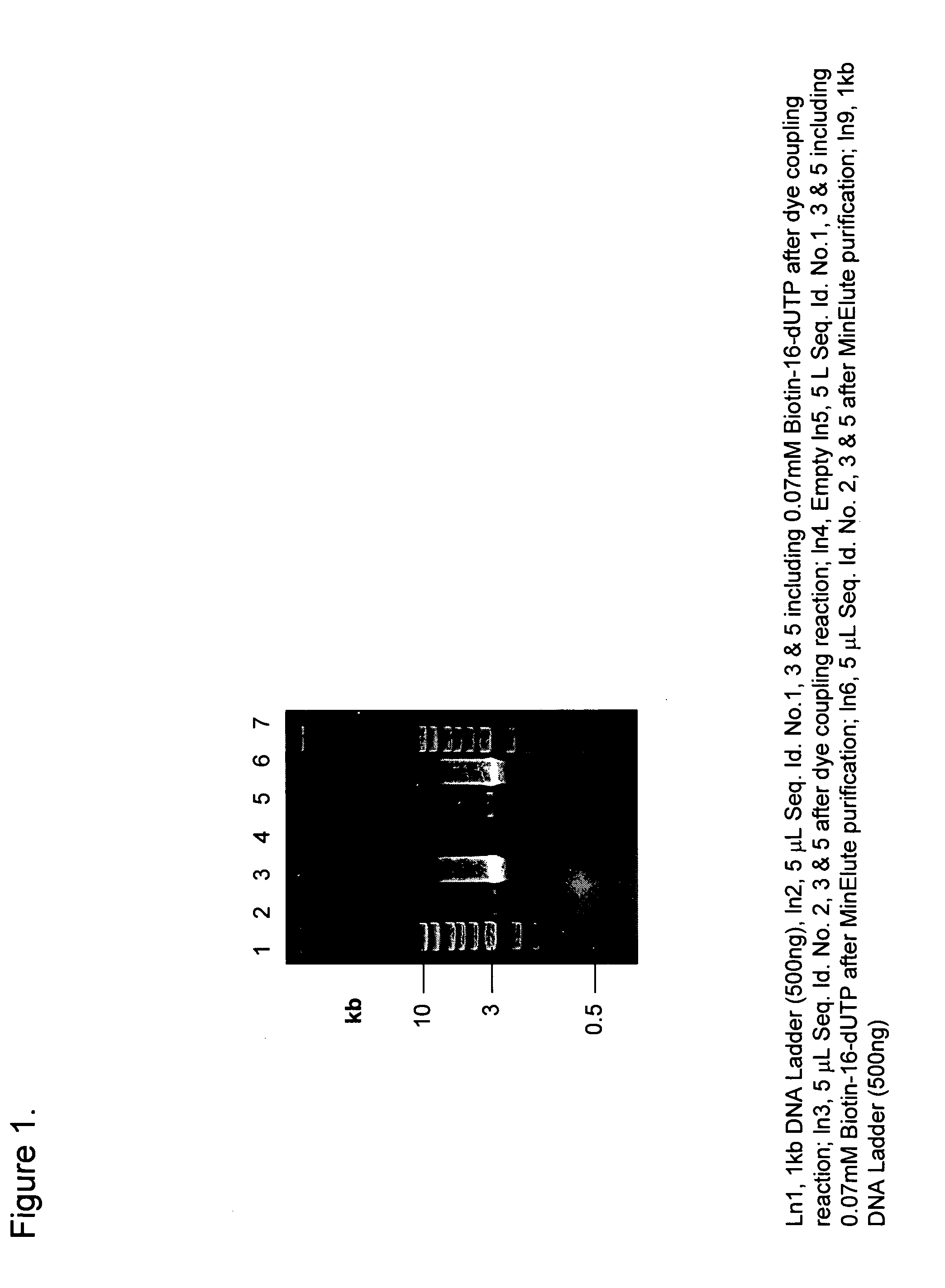 Preparation of defined highly labeled probes