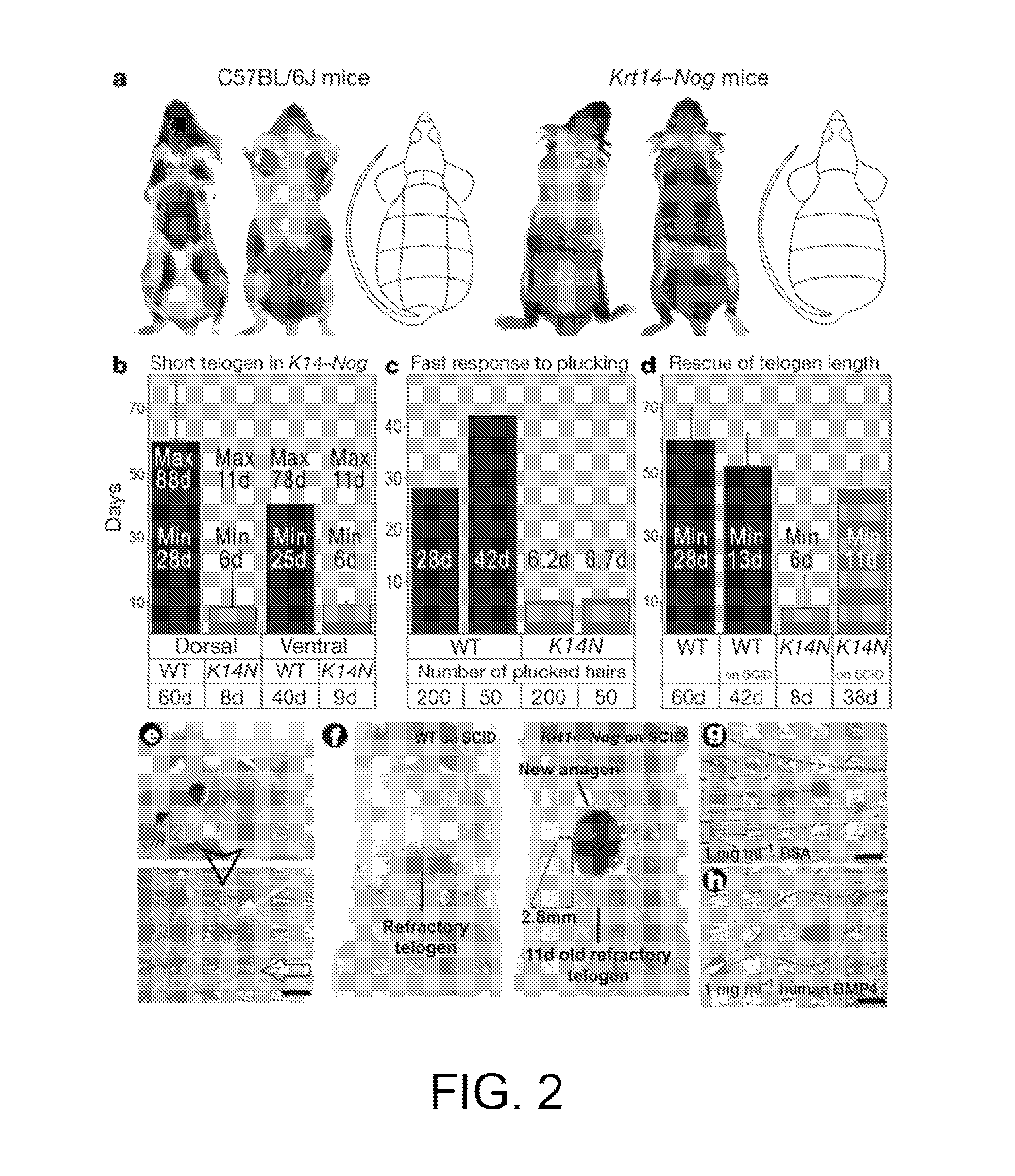 Compositions and methods to modulate hair growth