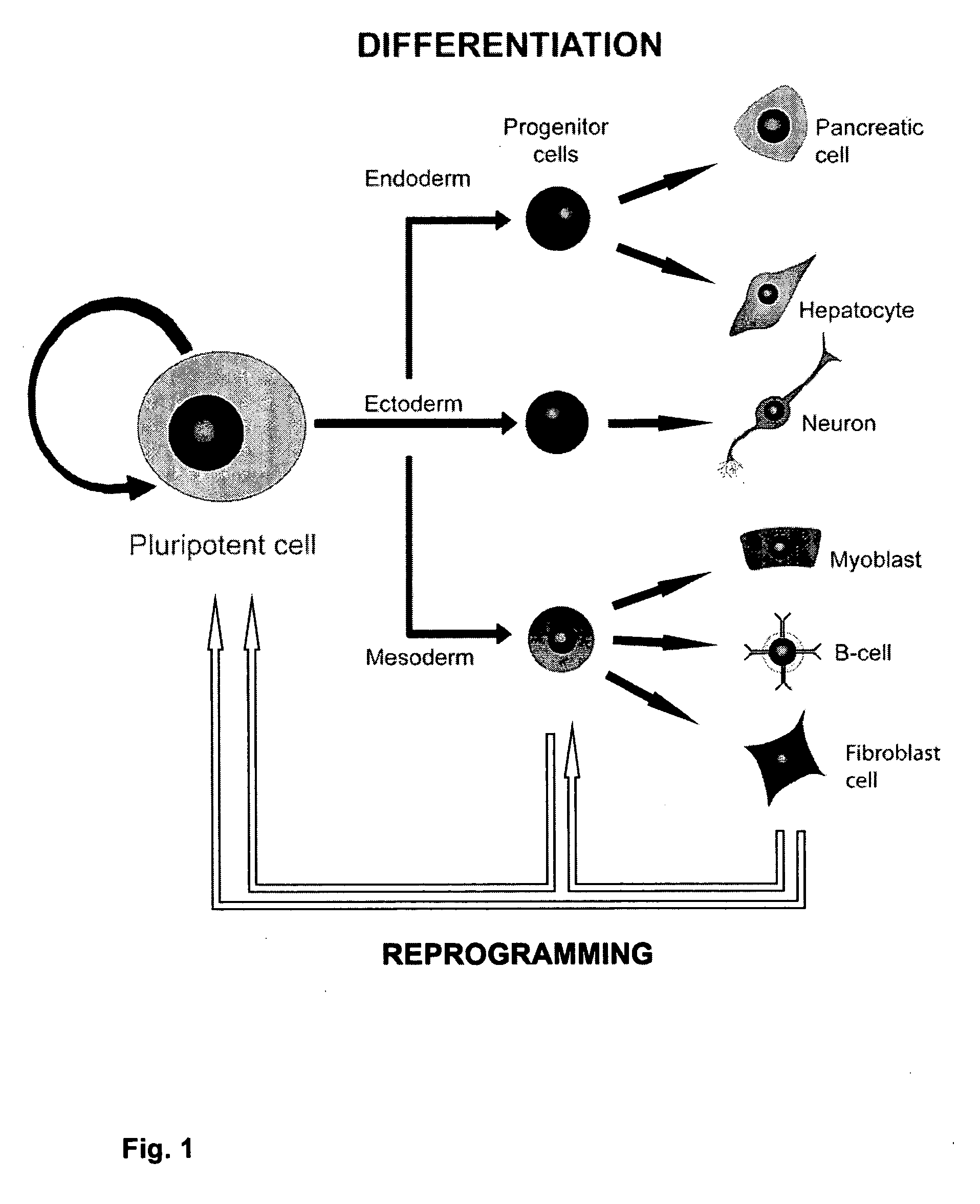 Method of effecting de-differentiation of a cell