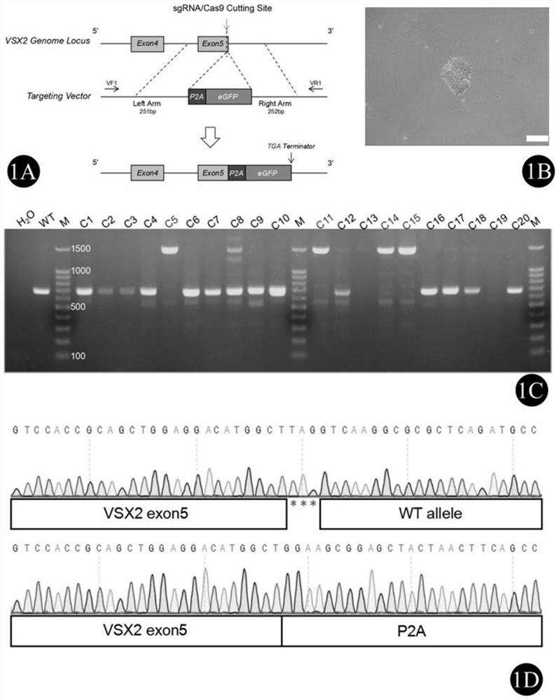 VSX2 green fluorescence reporter gene human induced pluripotent stem cell line and construction method thereof