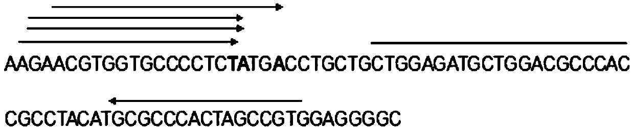 A method for detecting esr1 gene mutation based on fluorescent PCR technology