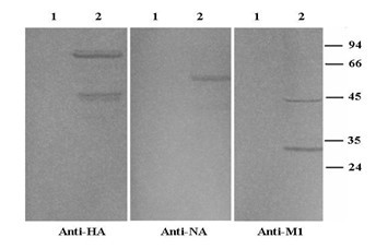 Large-scale preparation method of H5N1 avian influenza virus-like particle vaccines