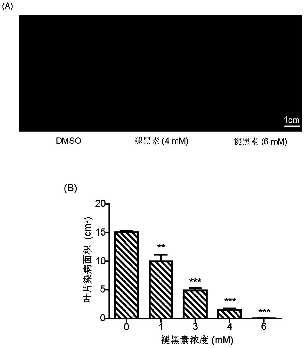 New application of melatonin in inhibiting plant oomycete diseases and new plant oomycete fungicide