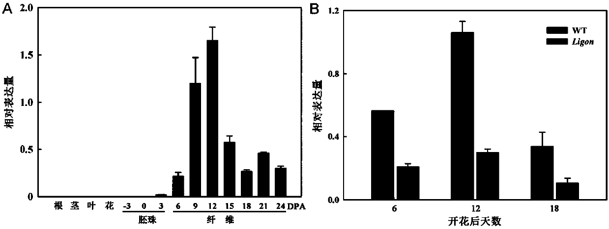 GhRFP1 gene and recombinant vector thereof