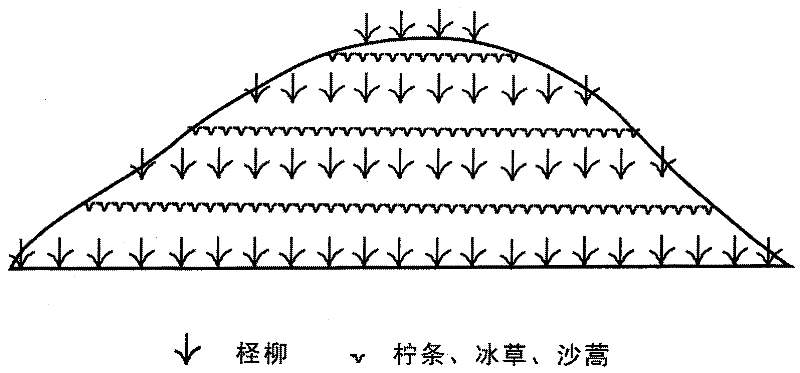 Method f or setting alive Chinese tamarix sand barriers on mobile dunes