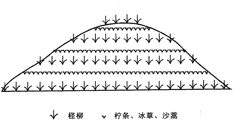 Method f or setting alive Chinese tamarix sand barriers on mobile dunes