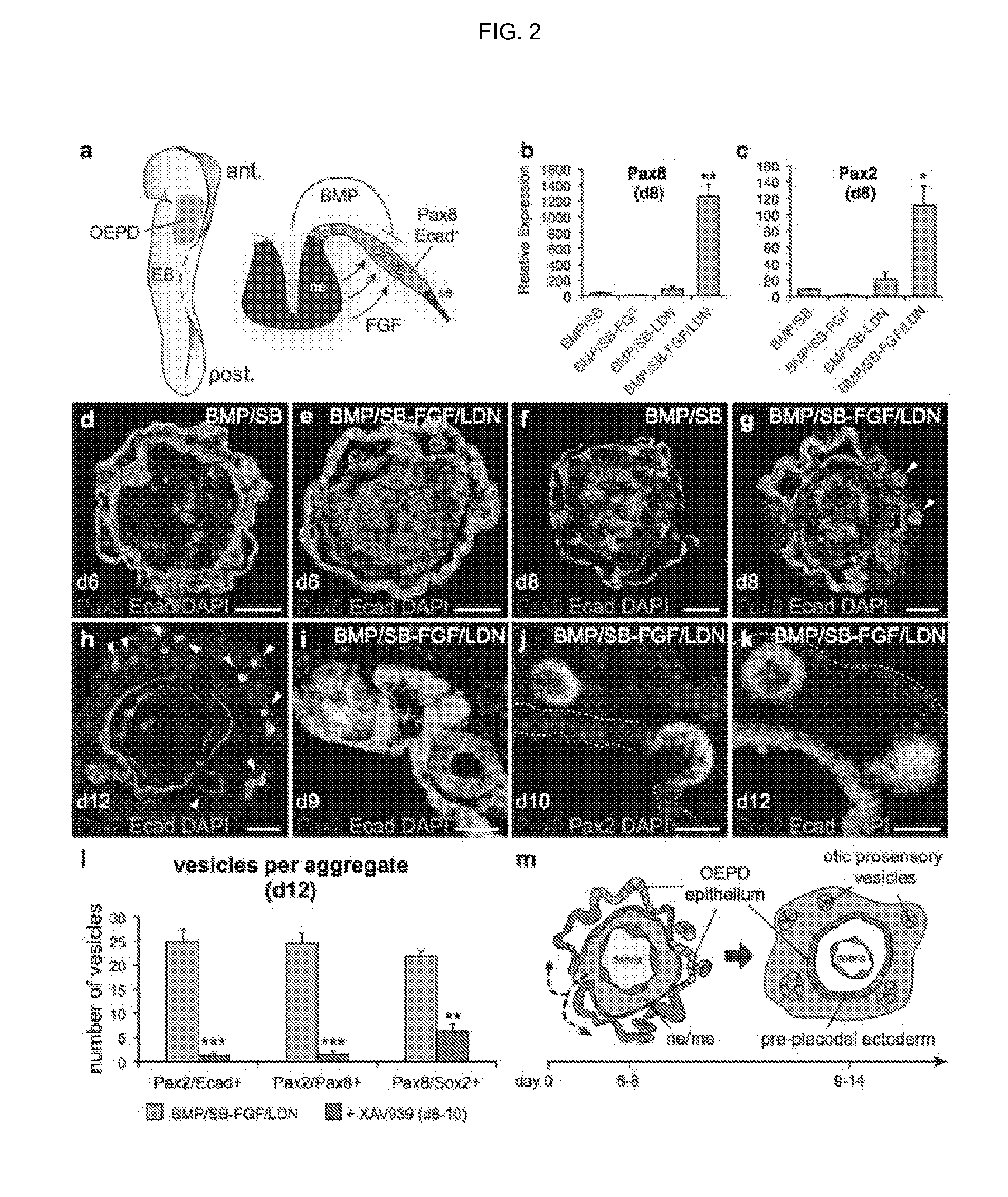 Methods for generating the inner ear and other cranial placode-derived tissues using pluripotent stem cells