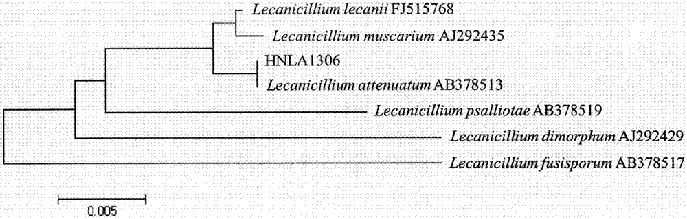 Lecanicillium attenuatum and application of lecanicillium attenuatum to control of crop nematodes and bemisia tabaci