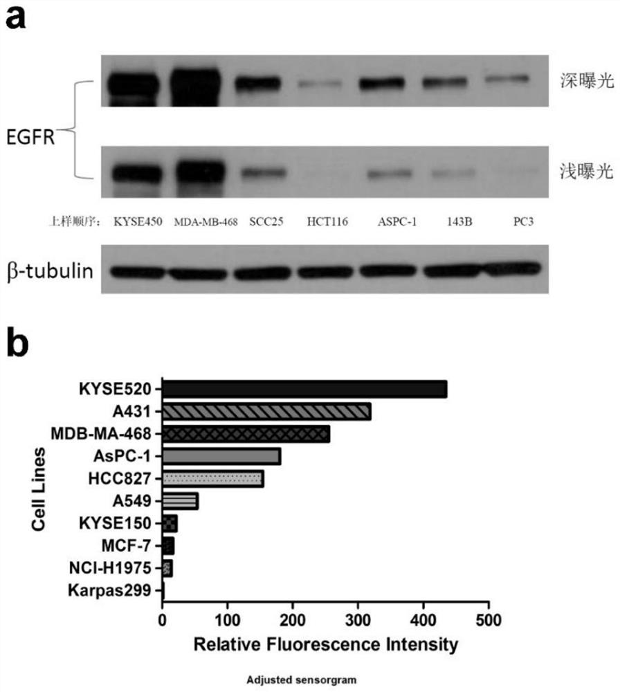 A kind of antibody-conjugated drug targeting EGFR, its preparation method and its application