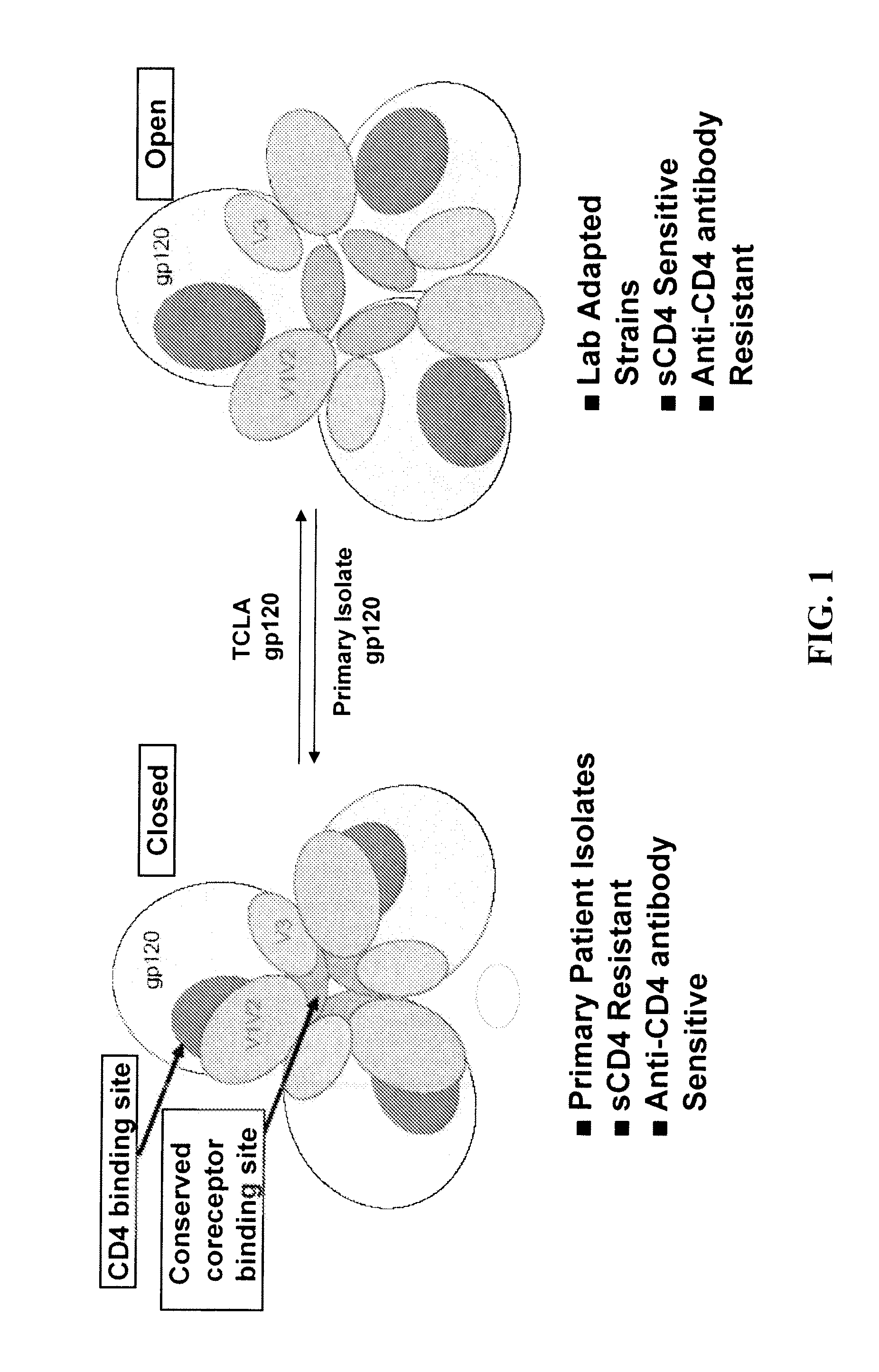 Methods and compositions for the inhibition of HIV infection of t cells